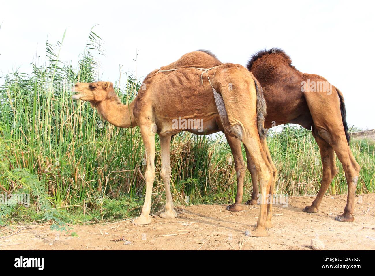 A group of camels (camels) in a nature reserve in the Green Valley in