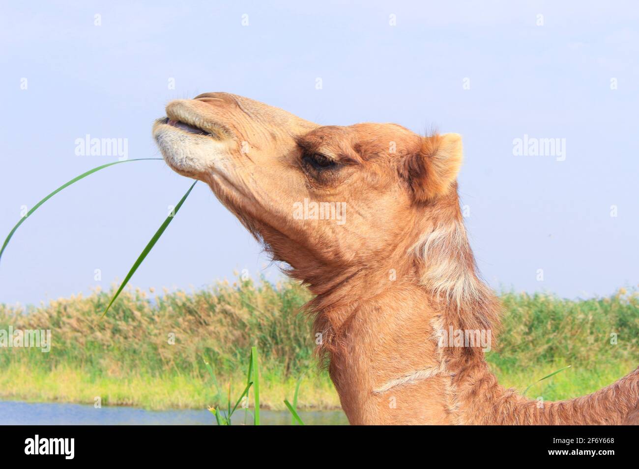 A group of camels (camels) in a nature reserve in the Green Valley in