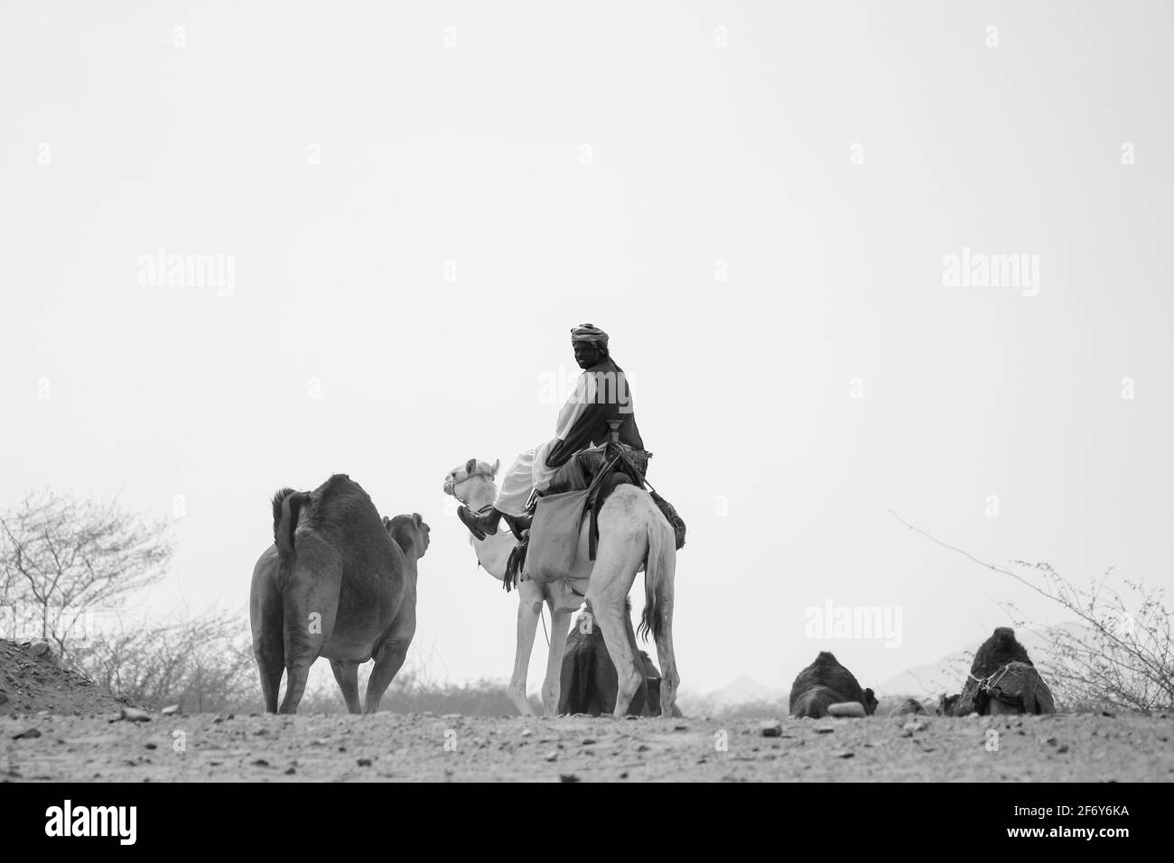 camel shepherd in saudi arabia desert Stock Photo