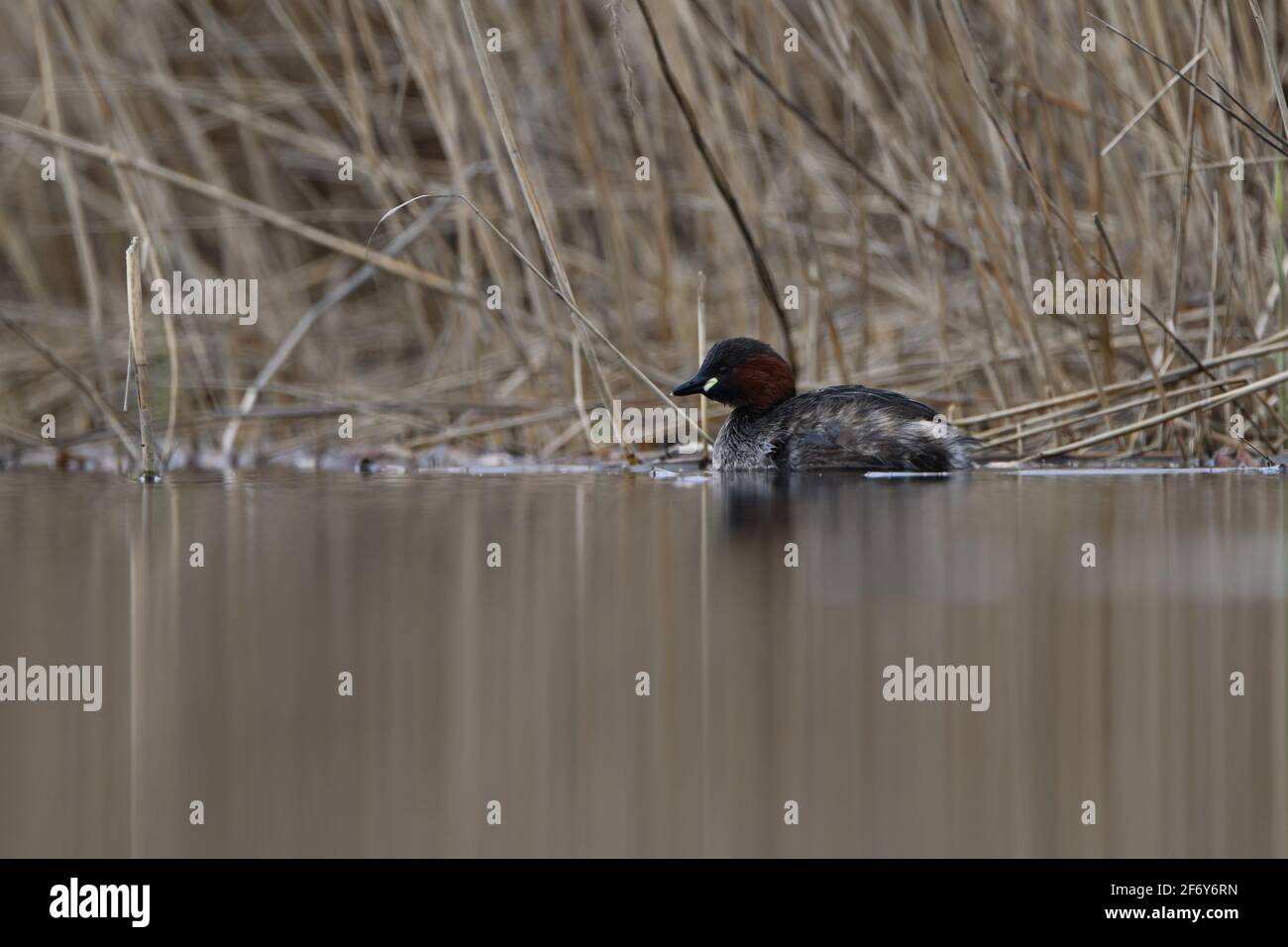 Little grebe swimming in a lake Stock Photo