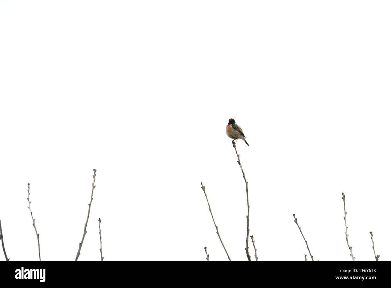 Common stonechat sitting on a single branch Stock Photo