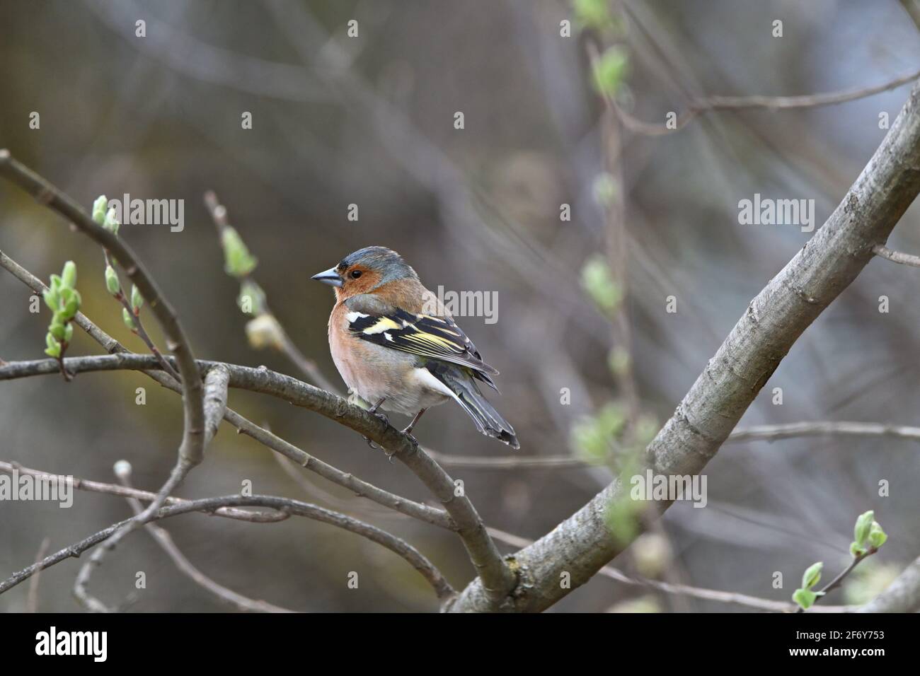 Chaffinch (male) sitting in a tree Stock Photo