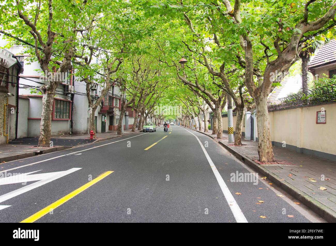 Shanghai, China. October 5, 2015.  famous sycamore trees lining a road in the french concession on the puxi side of shanghaii china. Stock Photo