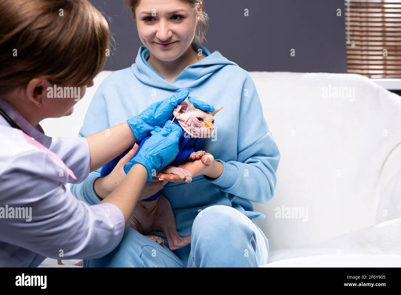 Doctor veterinarian checking cat at vet clinic. Sphynx cat owner in