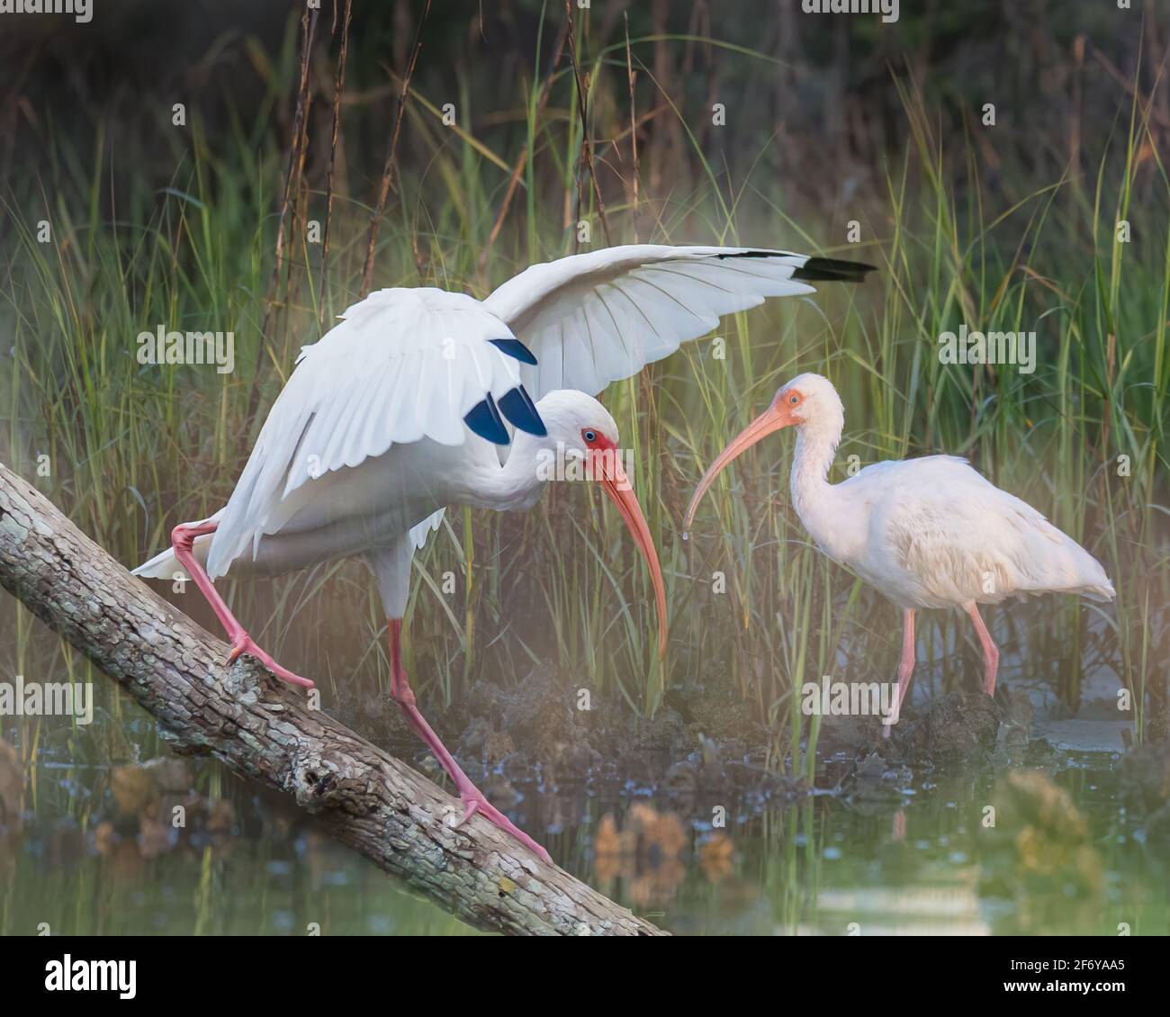 A double exposure of two white ibises at the water's edge. Stock Photo