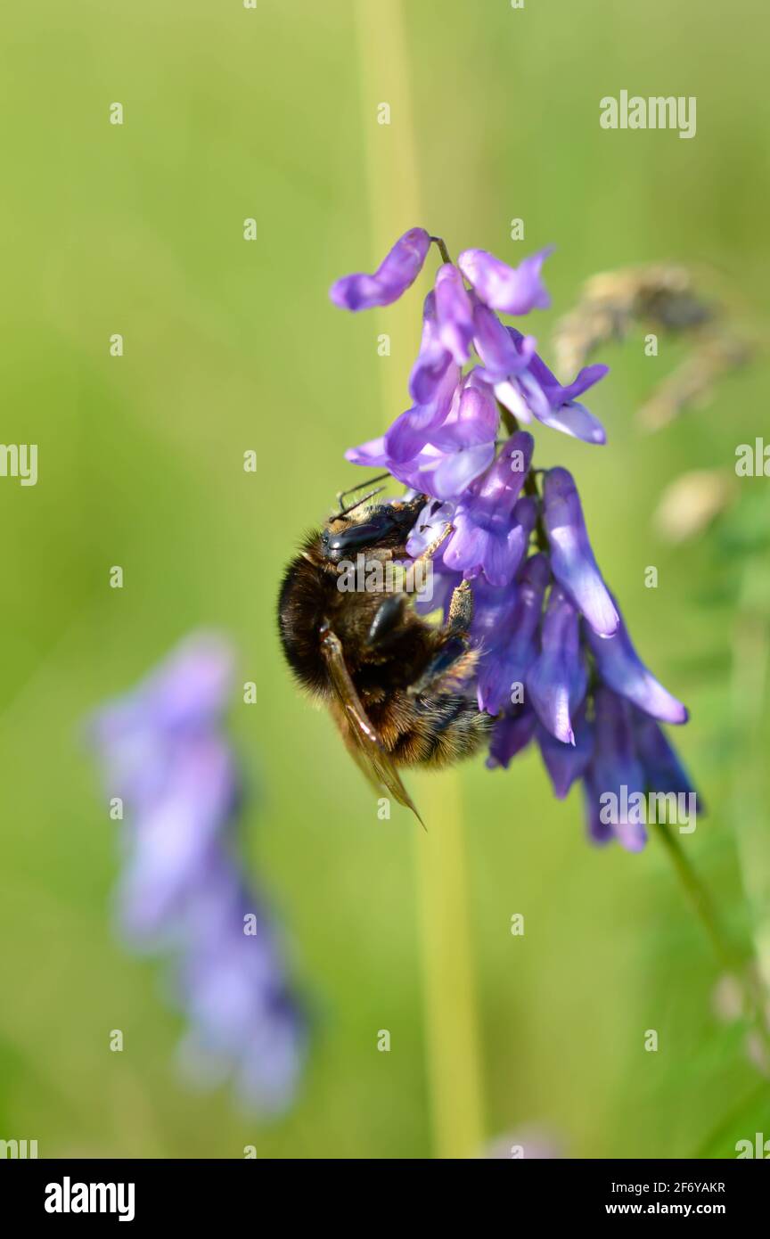 Blue vetch hi-res stock photography and images - Alamy