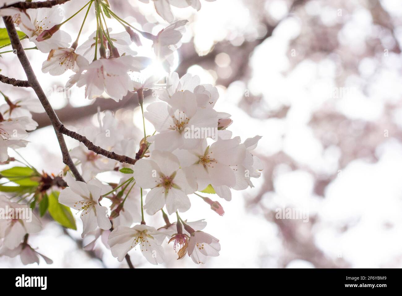 Dreamy white Cherry Blossom flowers in full seasonal spring bloom Stock Photo