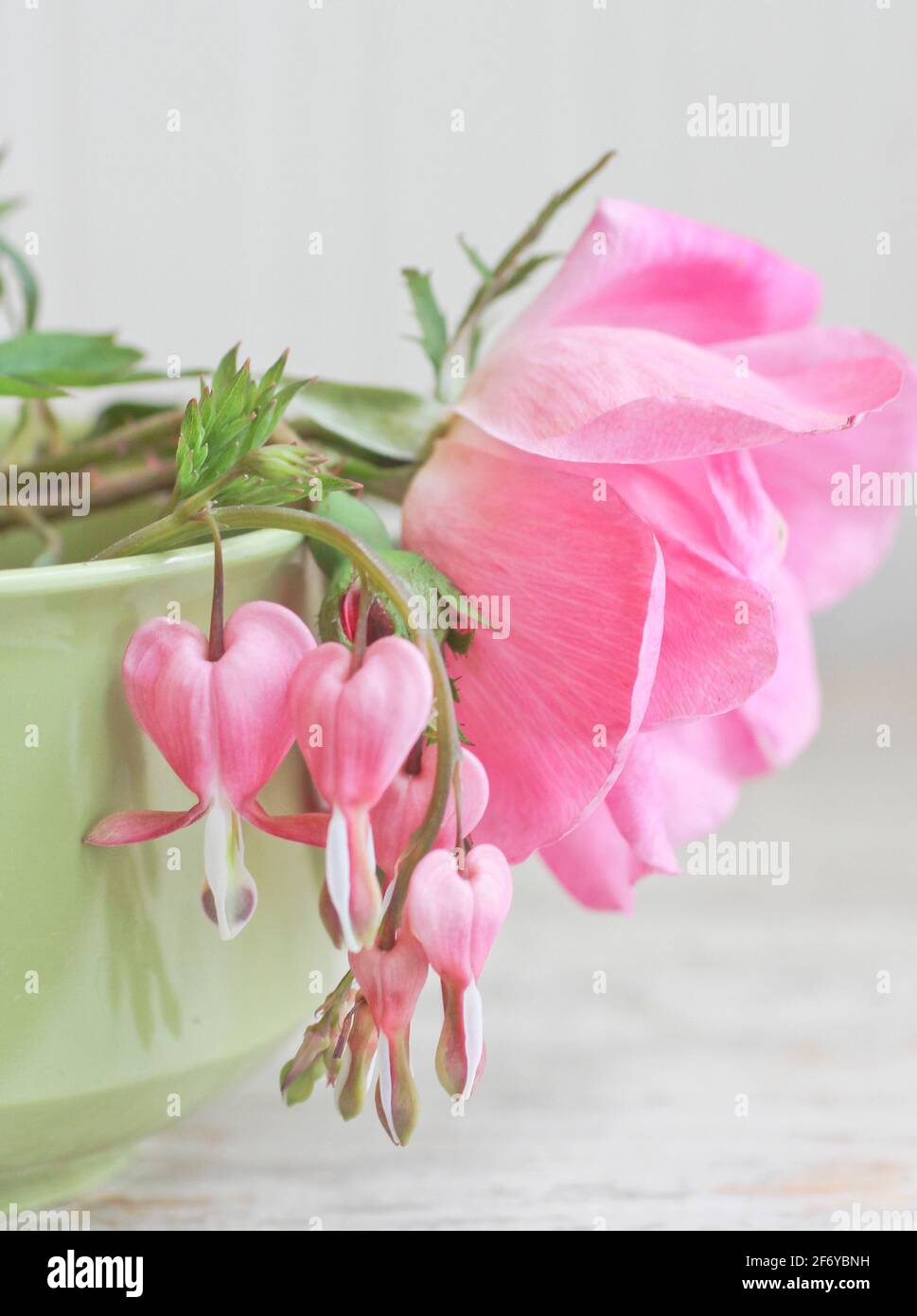Wild pink rose with bleeding hearts flowers in vintage tea cup still life Stock Photo