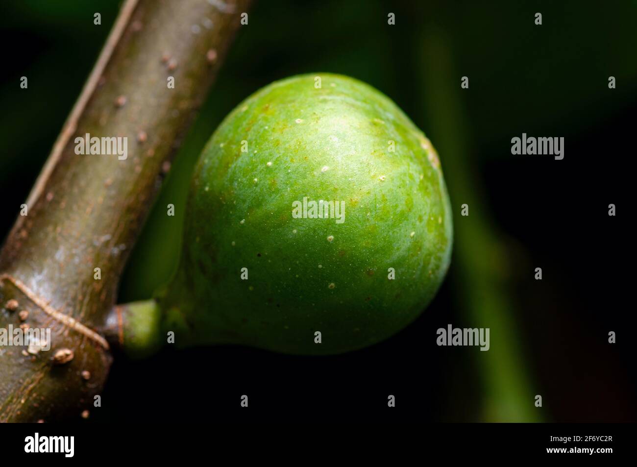 Young Tin Fruits, Fig Fruits, fruit from heaven, in shallow focus. The Scientific name of this fruits is Ficus carica, a species of flowering plant in Stock Photo