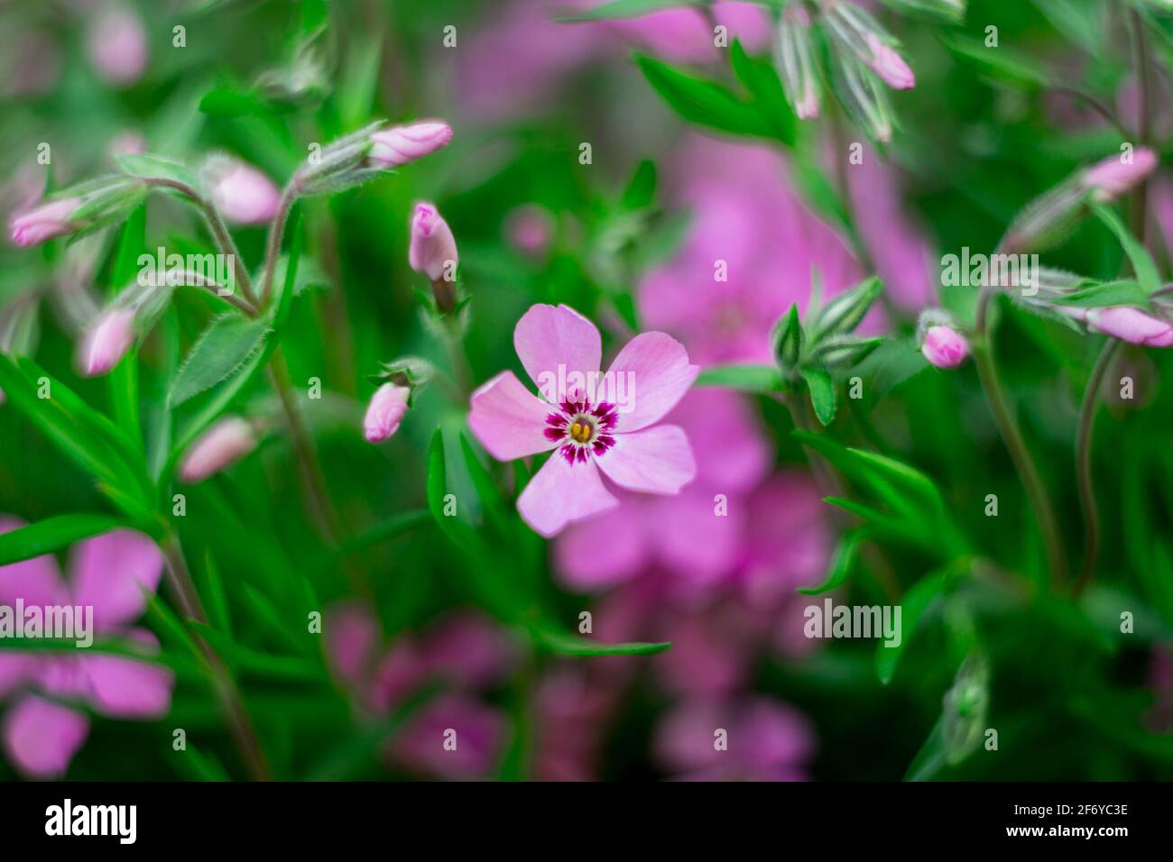 Purple phlox flowers in green leaves. Close-up photo. Selective focus. Stock Photo