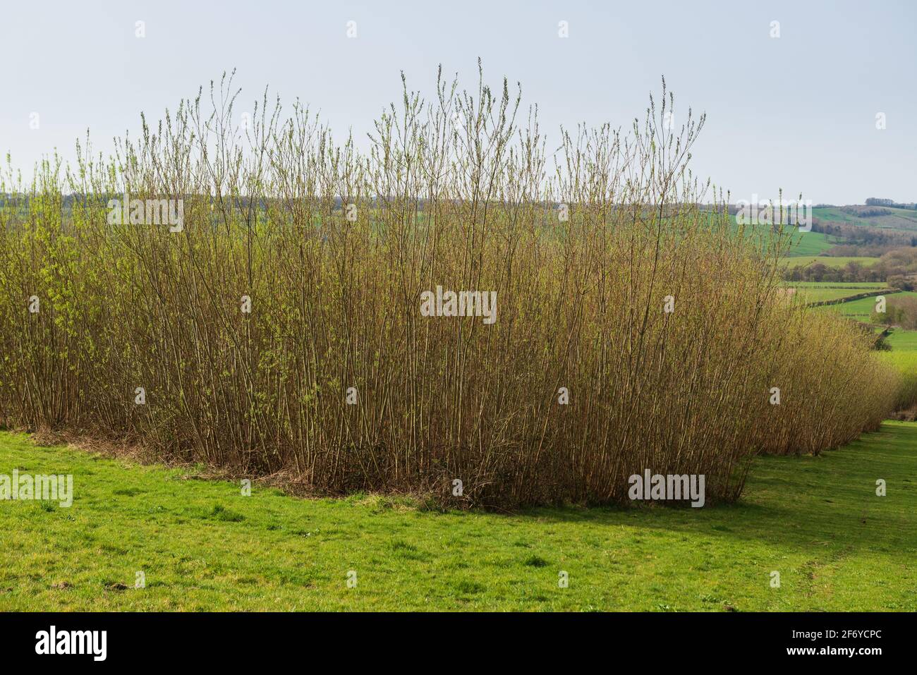 Densely planted coppiced willow being grown on a short rotation basis as an energry crop -  source of green energy Stock Photo