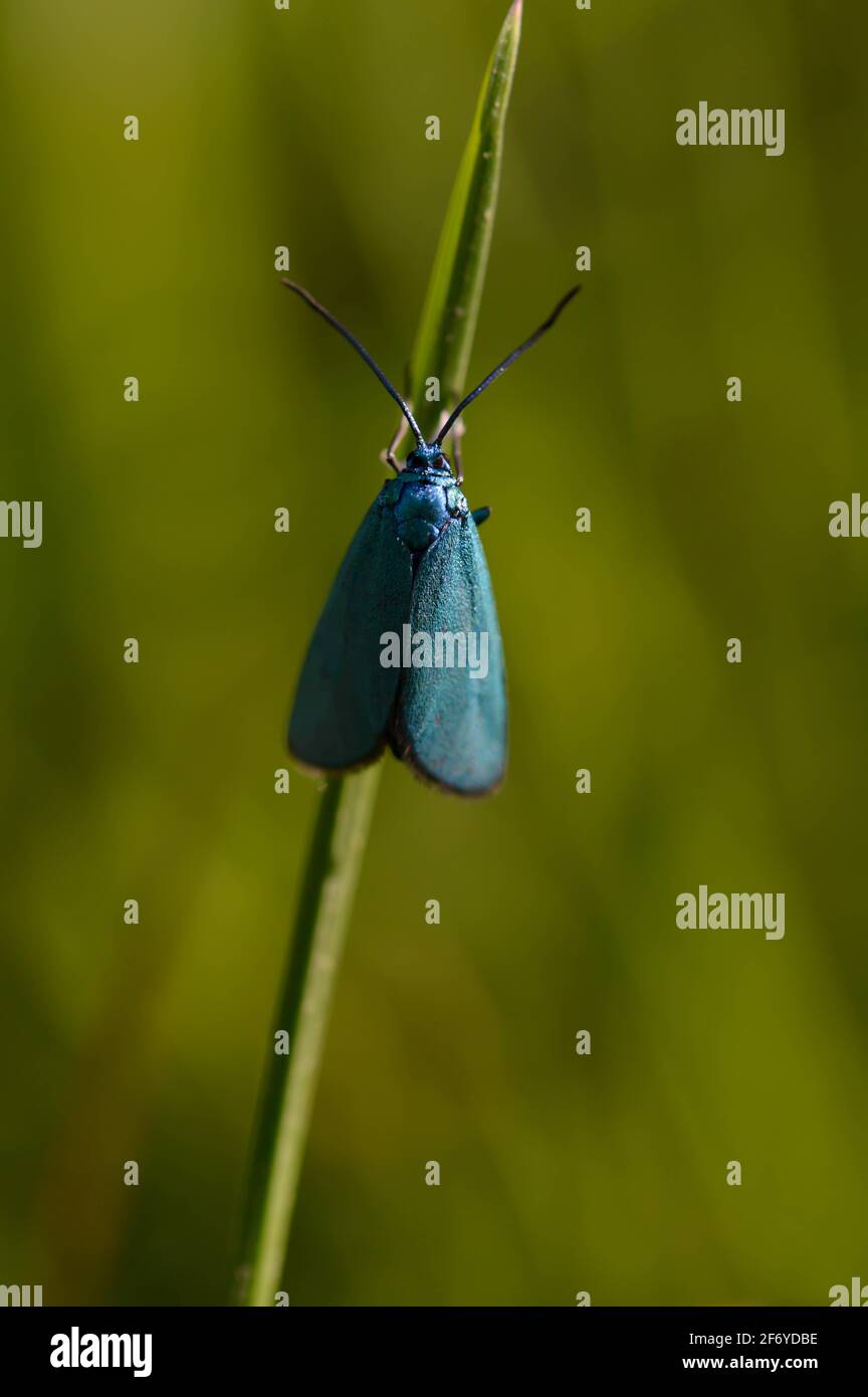 Blue moth hi-res stock photography and images - Alamy