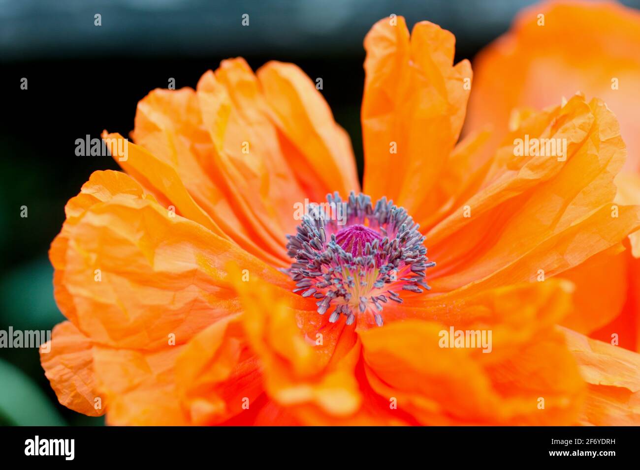 A bright orange poppy flower reveals it's purple center stigma while its delicate petals are completely opened up Stock Photo