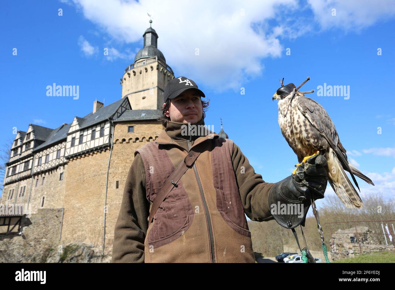 03 April 2021, Saxony-Anhalt, Pansfelde: A falcon sits on the arm of falconer Peter Öchlschäger during a falconry demonstration in the castle grounds. Falkenstein Castle in the southern Harz region is open to visitors again for the first time after a long break due to the Corona pandemic. After booking by telephone, visitors can tour the castle grounds and experience a falconry demonstration. The castle is located above the Selketal. The fortified complex was built at the beginning of the 12th century and passed as a fiefdom to the noble Asseburg family in the 15th century. Photo: Matthias Bei Stock Photo