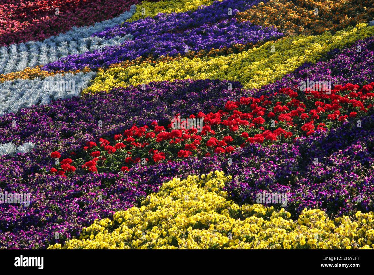 Bright colorful garden bed of flowers with an abstract patchwork design in purple , yellow, red and blue Stock Photo