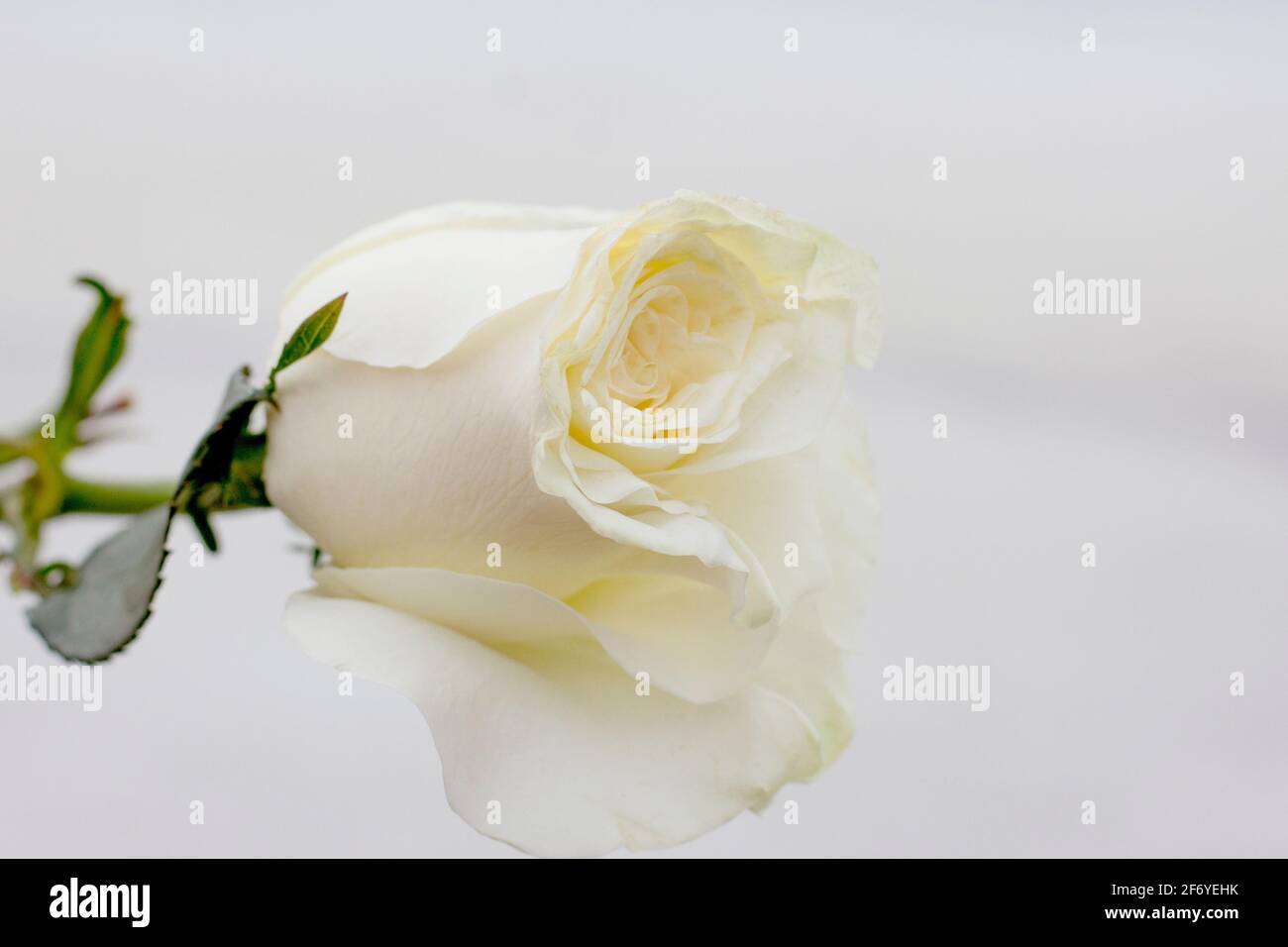Single long stem white rose macro or close up of flower petals