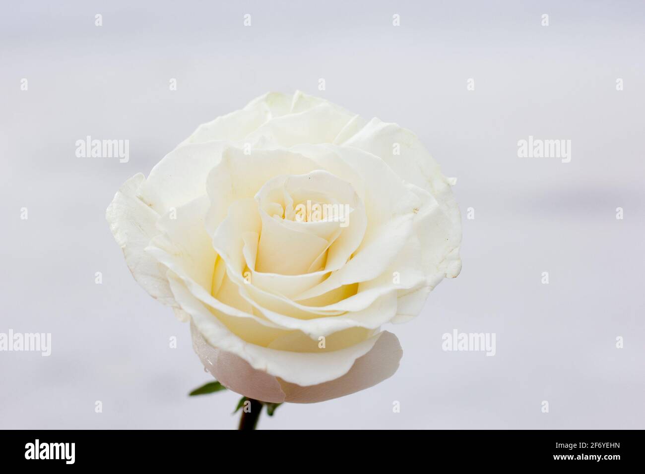 Single long stem white rose macro or close up of flower petals