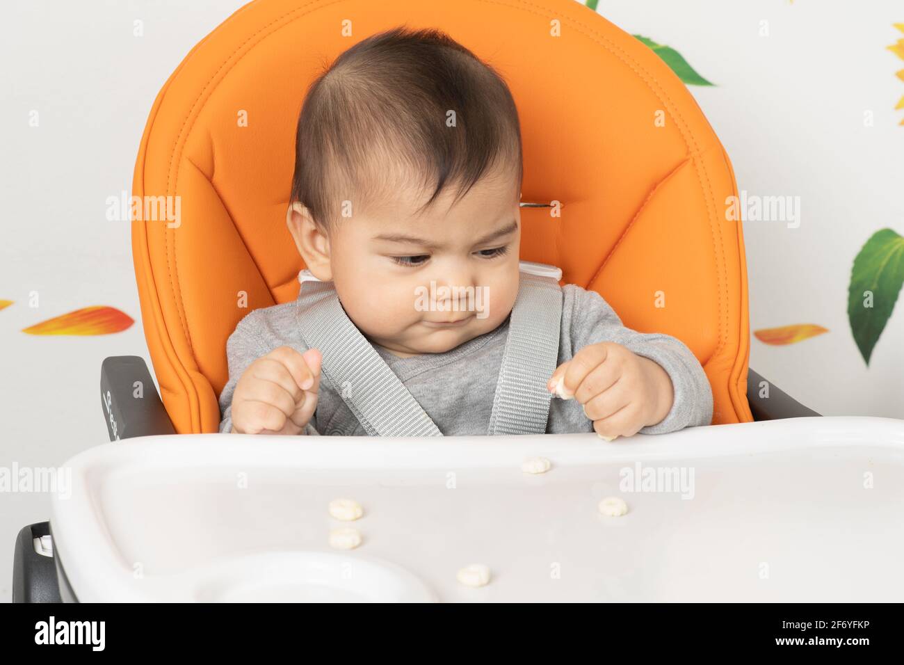 Six month old baby boy closeup sitting in high chair using pincer grasp to pick up snack from high chair tray Stock Photo