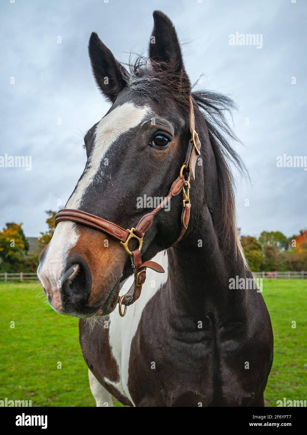 Skewbald Cob Horse Stock Photo