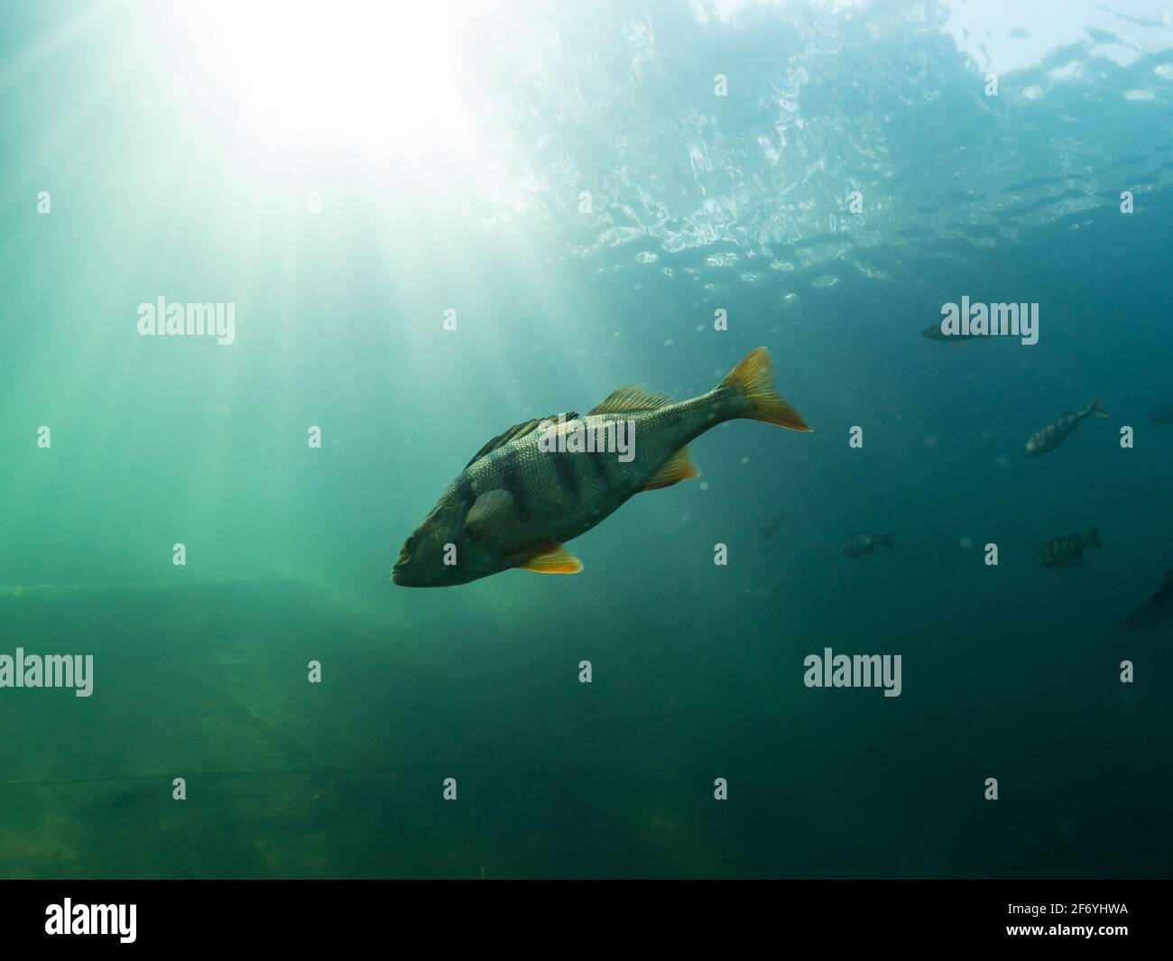 Perch fish swimming deeper in clear water with sunlight Stock Photo