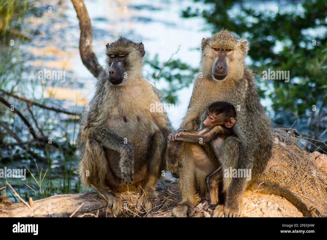 Baby chacma baboon (Papio ursinus) sits on its mother's belly with a pretty face, Parck Amboseli, Kenya. Stock Photo