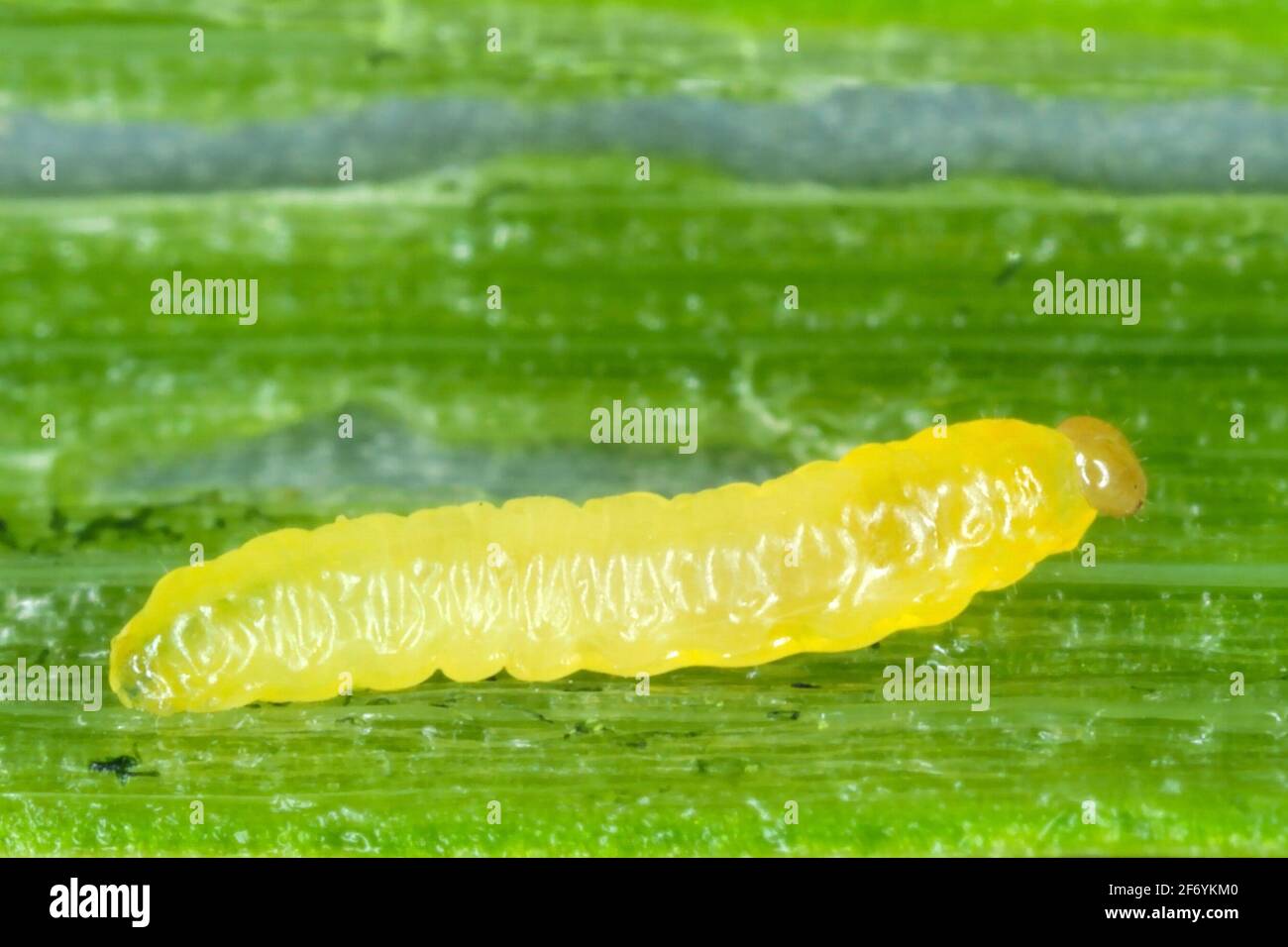 Caterpillar of leek moth or onion leaf miner Acrolepiopsis assectella family Acrolepiidae. It is Invasive species a pest of leek crops. Larvae feed on Stock Photo