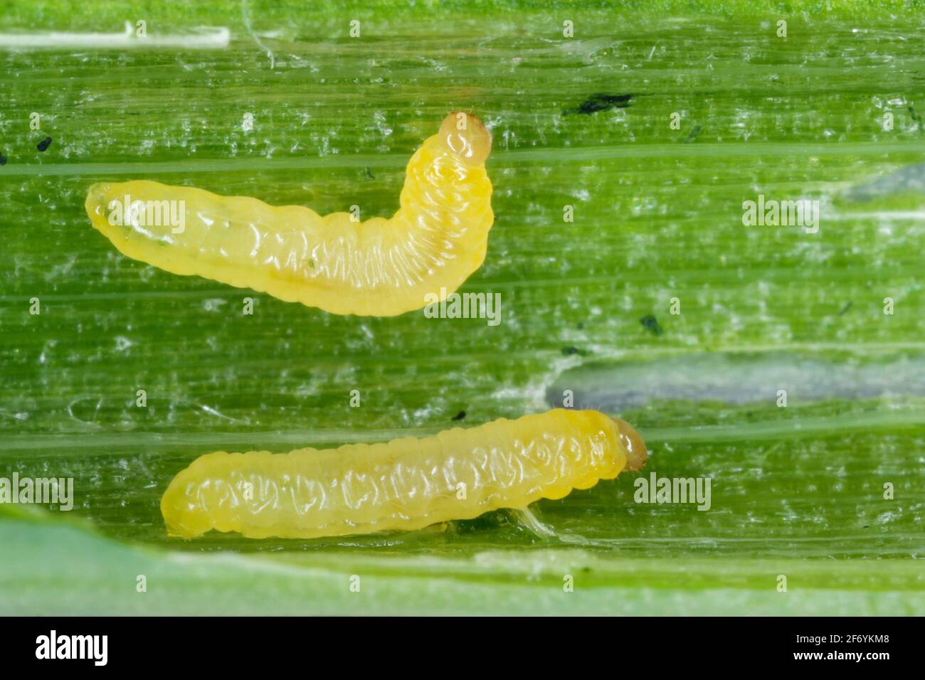 Caterpillar of leek moth or onion leaf miner Acrolepiopsis assectella family Acrolepiidae. It is Invasive species a pest of leek crops. Larvae feed on Stock Photo