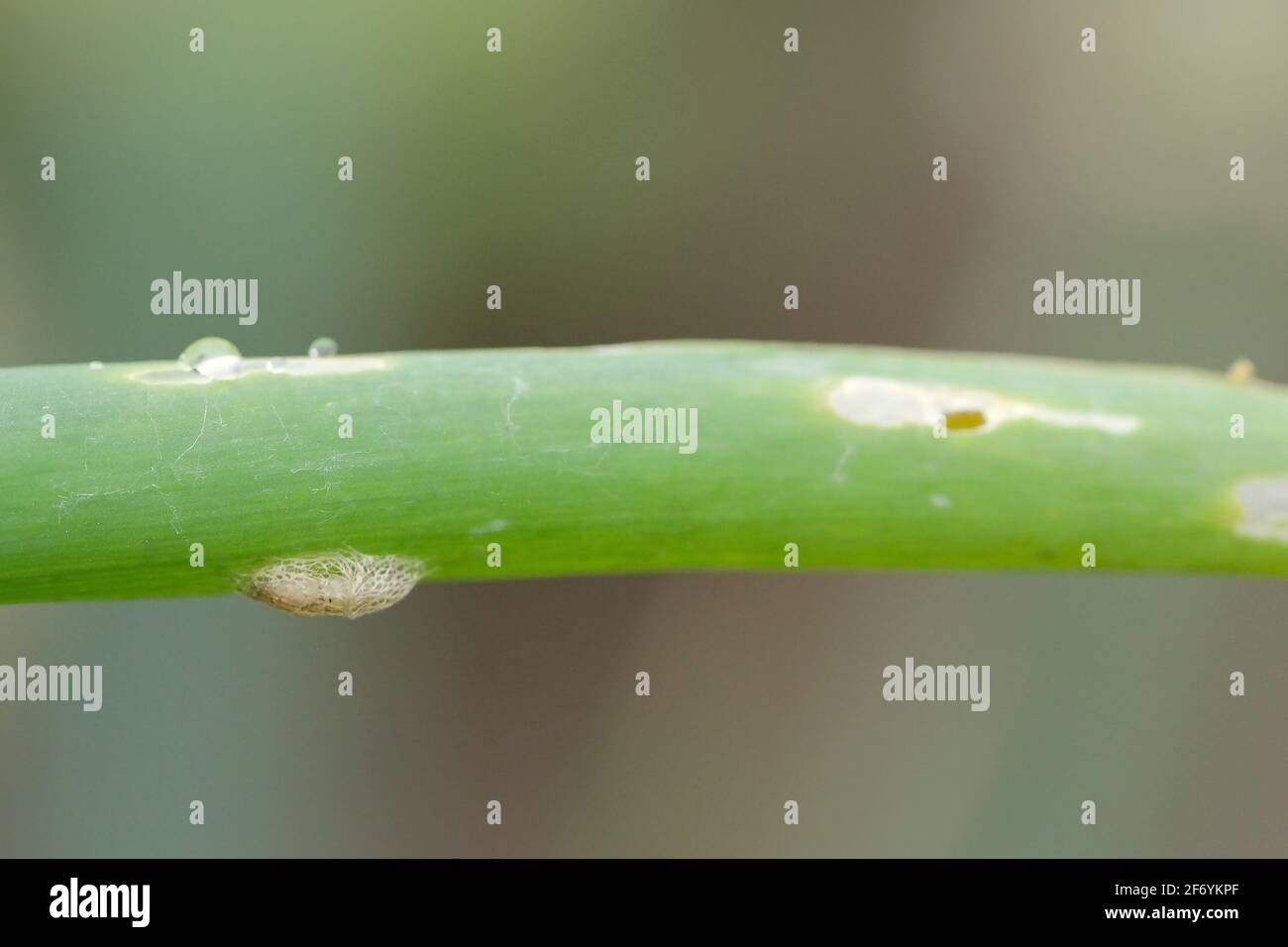 Pupa of leek moth or onion leaf miner (Acrolepiopsis assectella) family Acrolepiidae. It is Invasive speciesa pest of leek crops. Larvae feed on Alliu Stock Photo