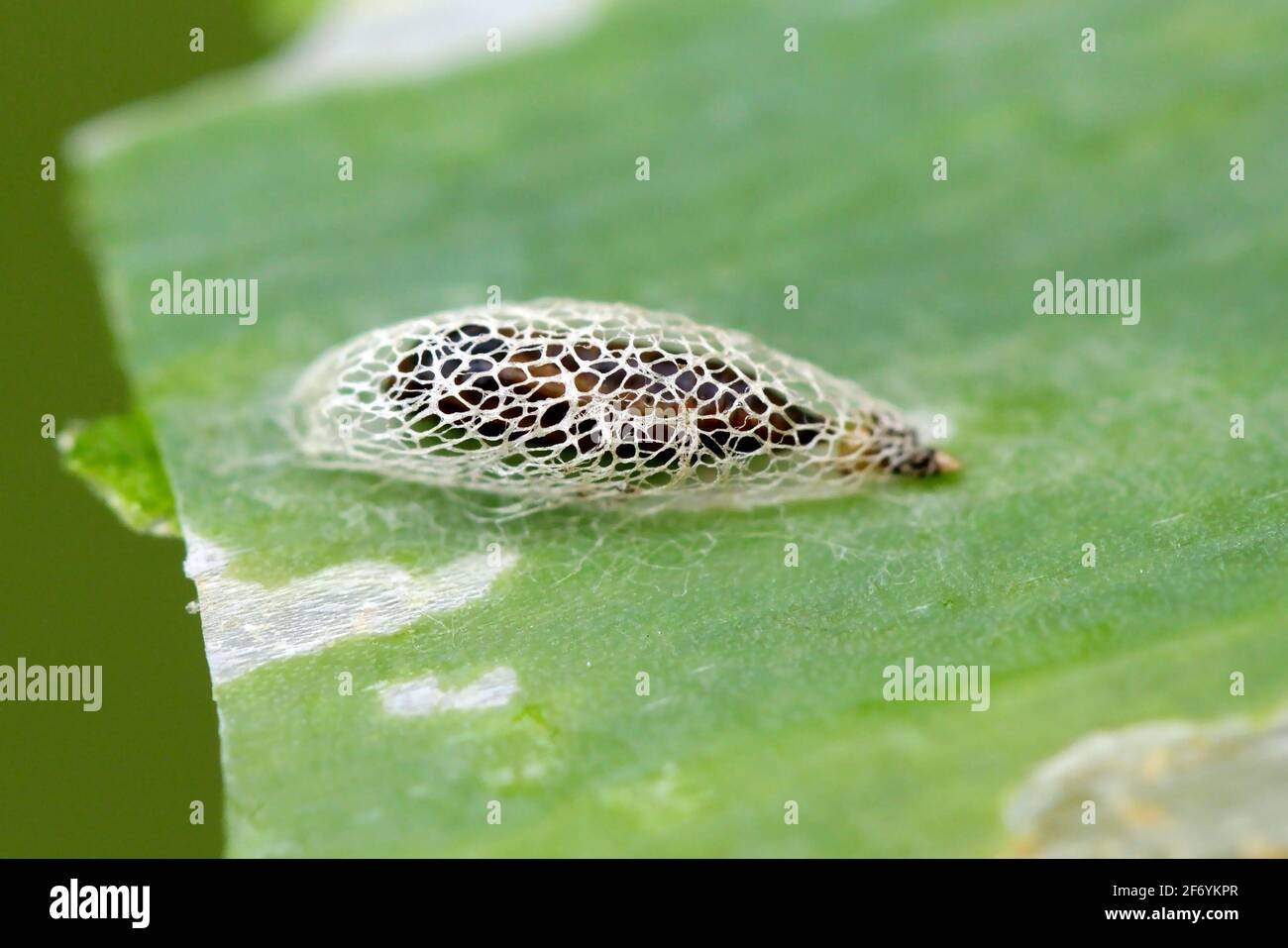 Pupa of leek moth or onion leaf miner (Acrolepiopsis assectella) family Acrolepiidae. It is Invasive speciesa pest of leek crops. Larvae feed on Alliu Stock Photo