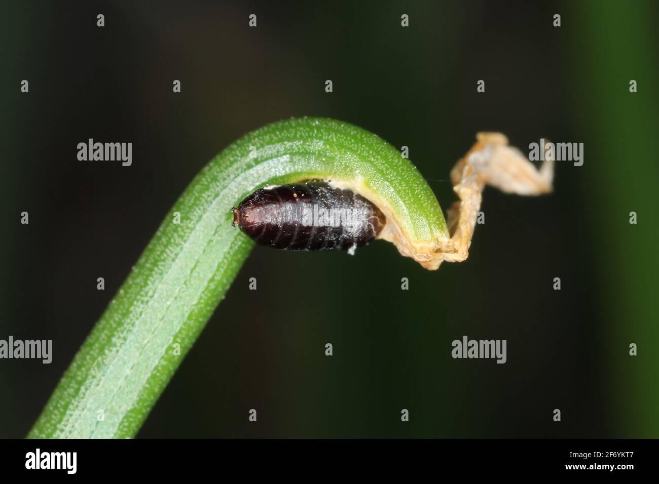 Pupa of fly on damaged chives. Stock Photo
