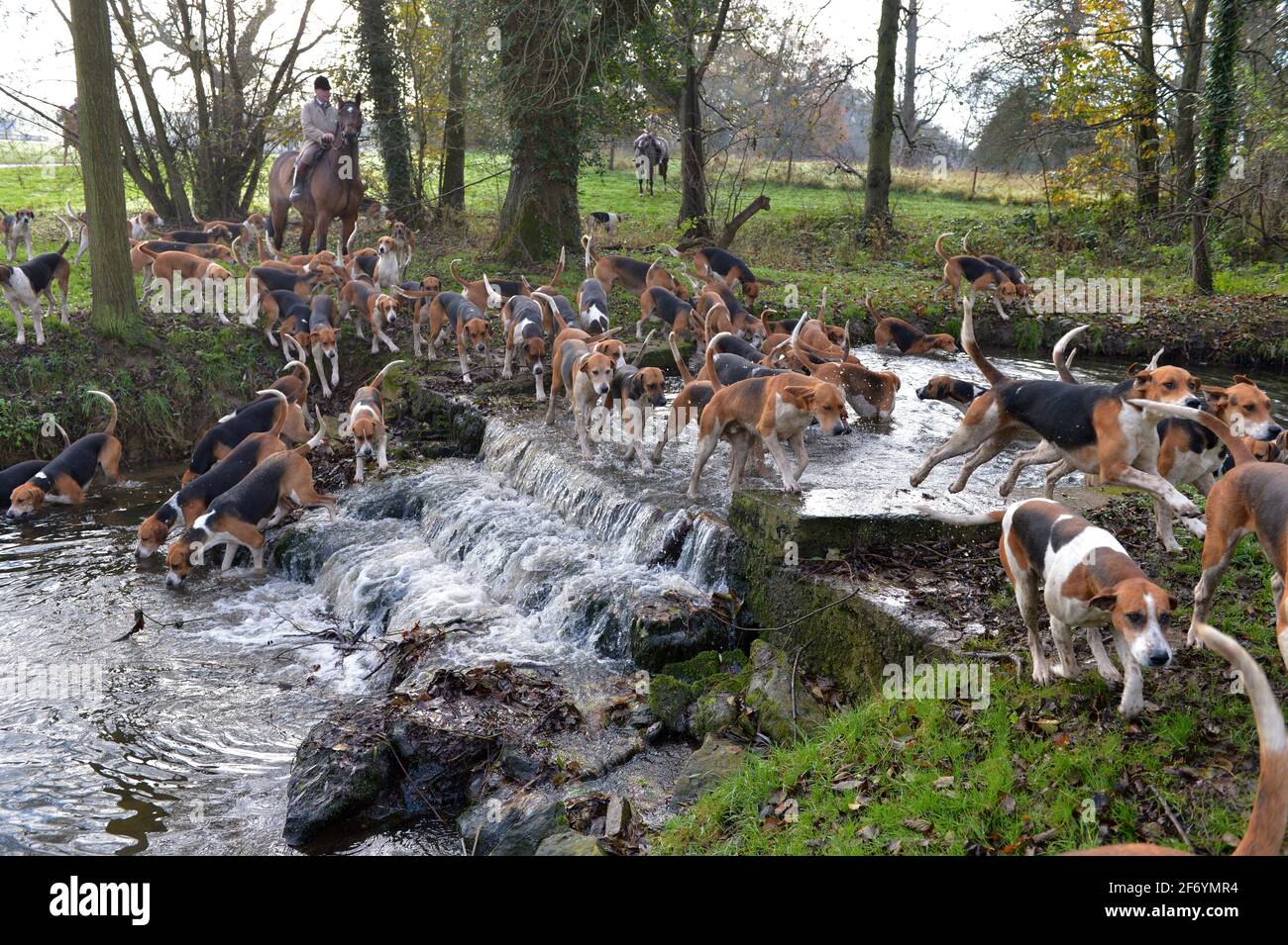 Belvoir hunt exercise 26.11.20 Stock Photo