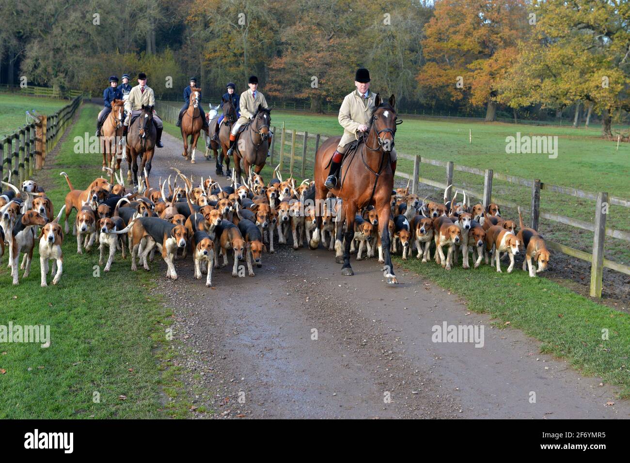 Belvoir hunt exercise 26.11.20 Stock Photo