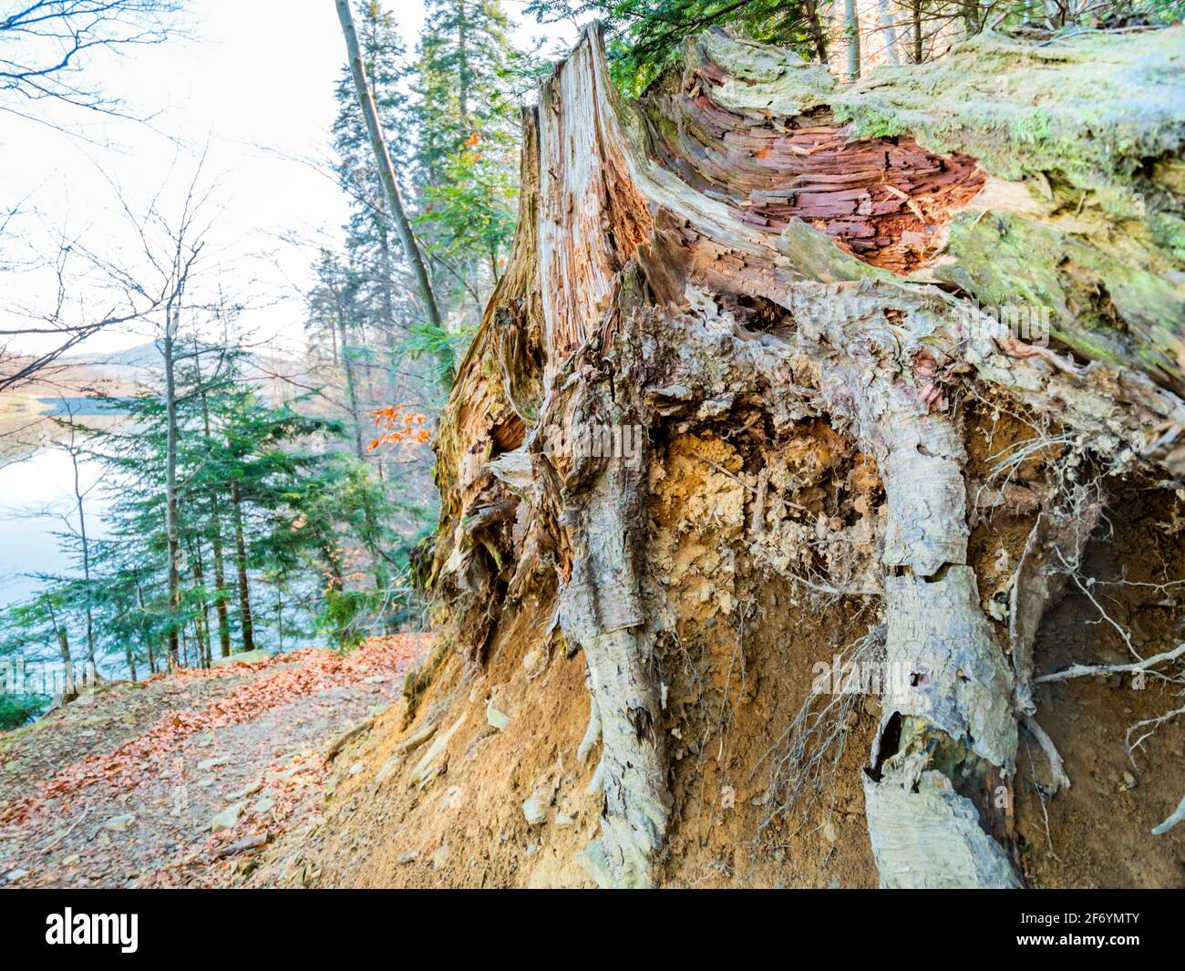 Protruded Roots Tree roots protruding hi-res stock photography and images - Alamy