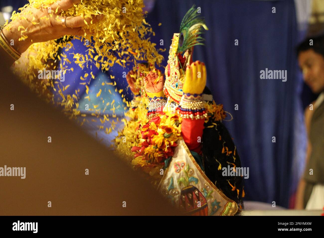 Hare Krishna: Shower of flowers to Lord Krishna on the auspicious occasion of Gauranga Poornima. Stock Photo