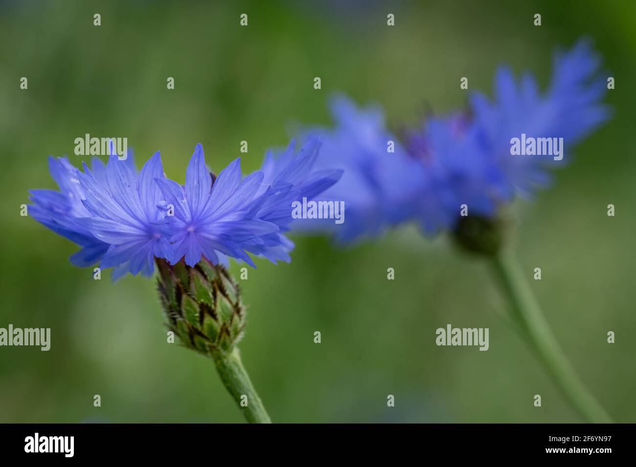 Pair of cornflowers with shallow depth of field before a green outdoor background Stock Photo
