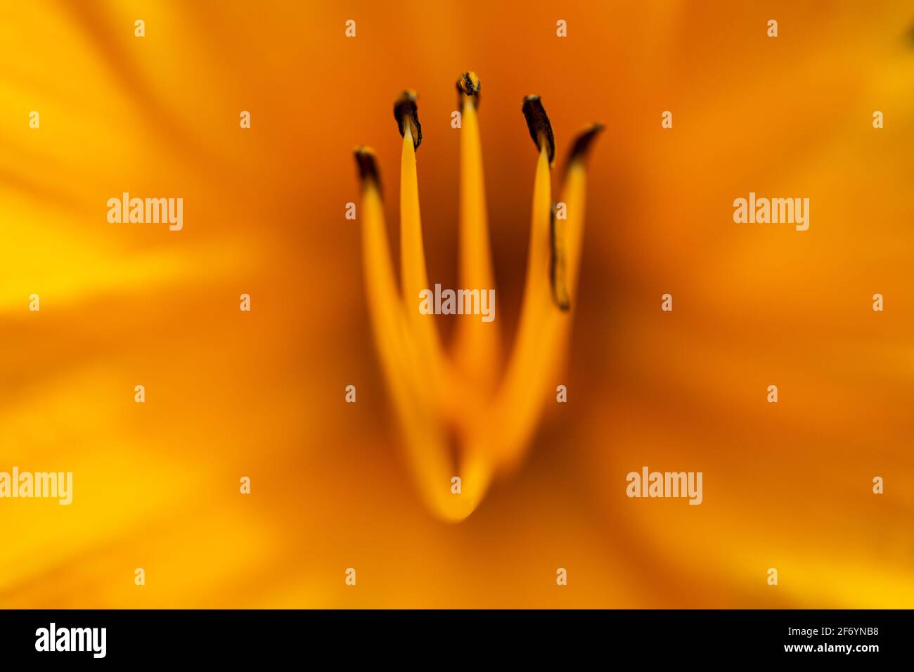 Close-up of a yellow lily blossom with shallow depth of field Stock Photo