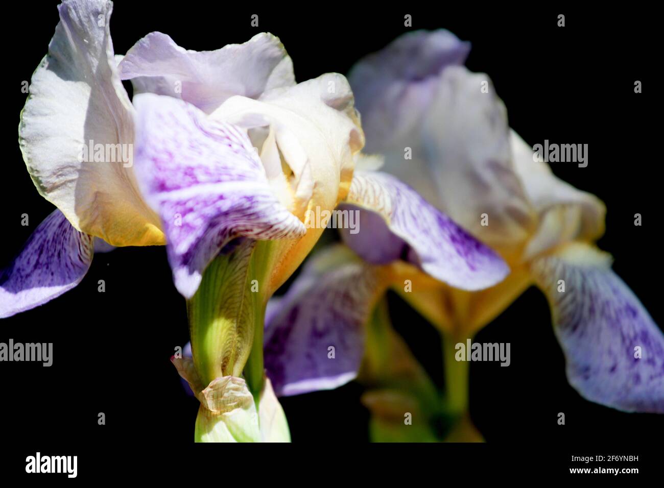 Lily flowers in morning light in a garden Stock Photo