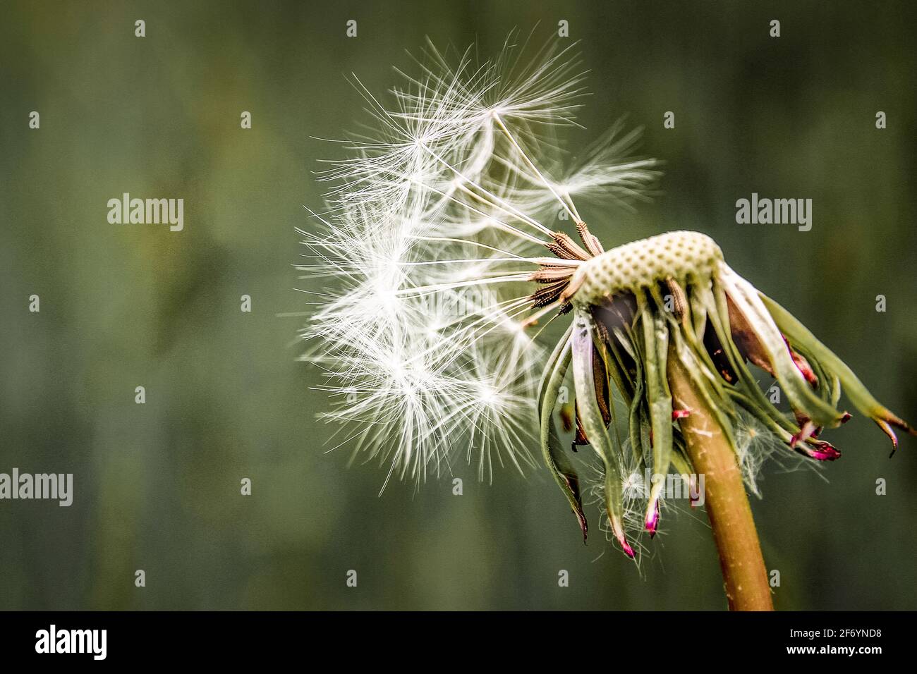 Nearly bald blowball with only a few pappus left before an out-of-focus green outdoor background Stock Photo