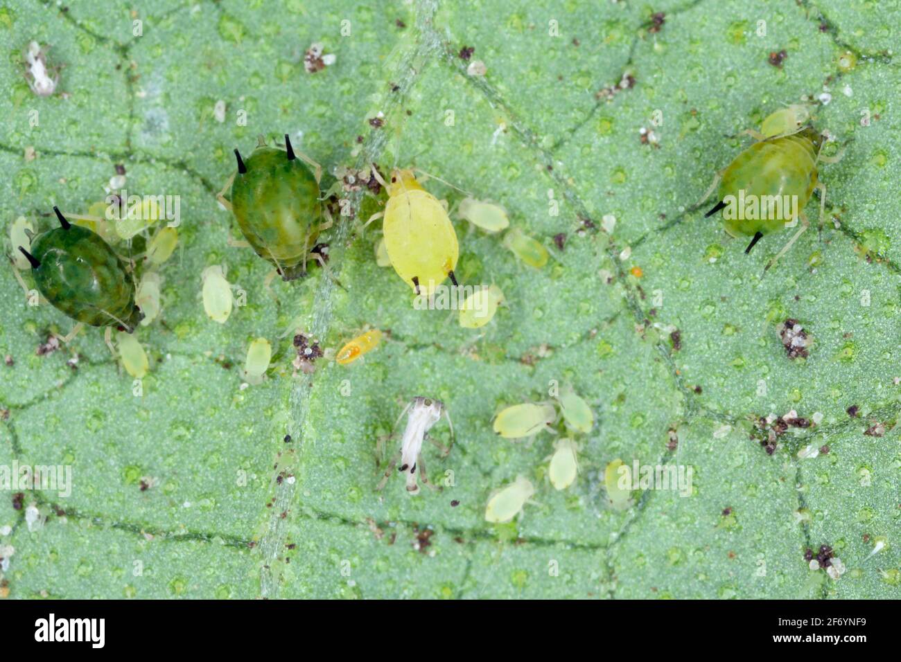 Colony of Cotton aphid (also called melon aphid and cotton aphid