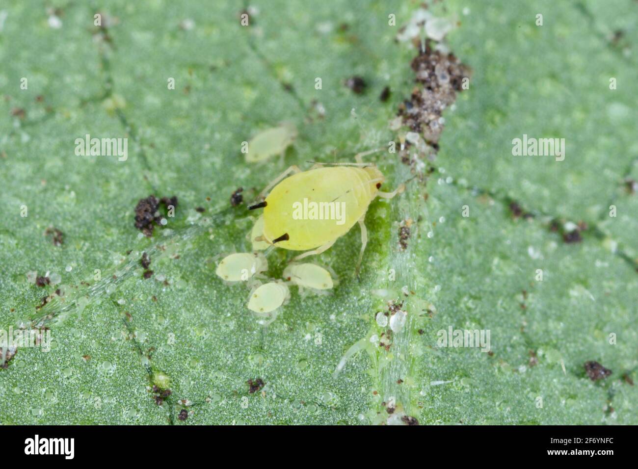 Cotton aphids hires stock photography and images Alamy