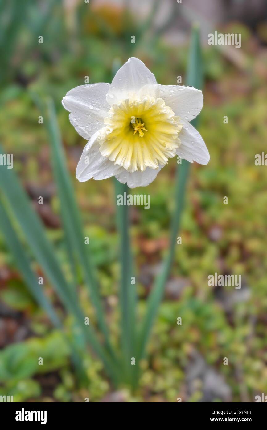 Narcissus is a genus of predominantly spring perennial plants of the Amaryllidaceae amaryllis family Stock Photo