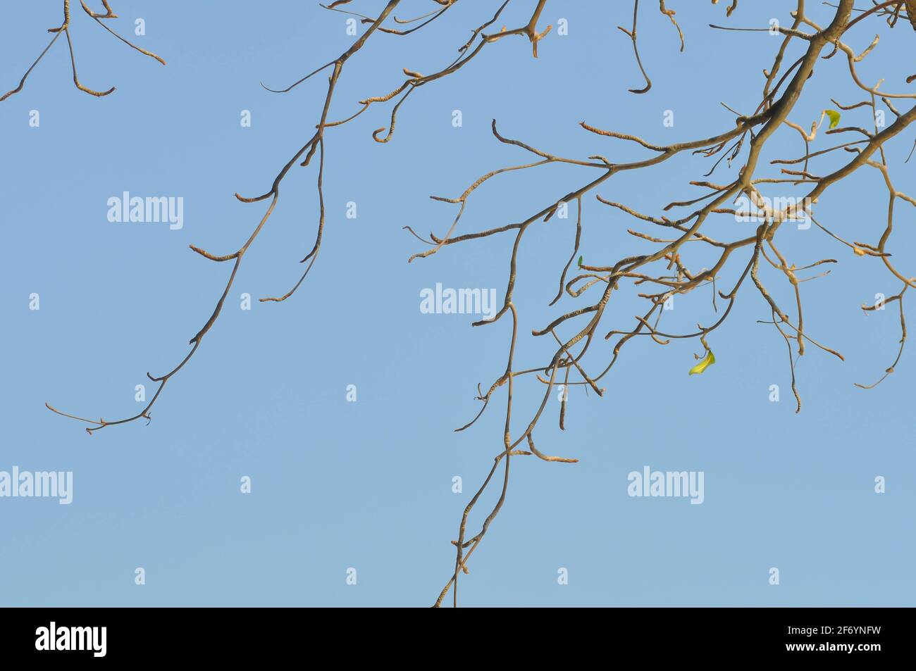 branch or tree and blue sky, sky background Stock Photo - Alamy