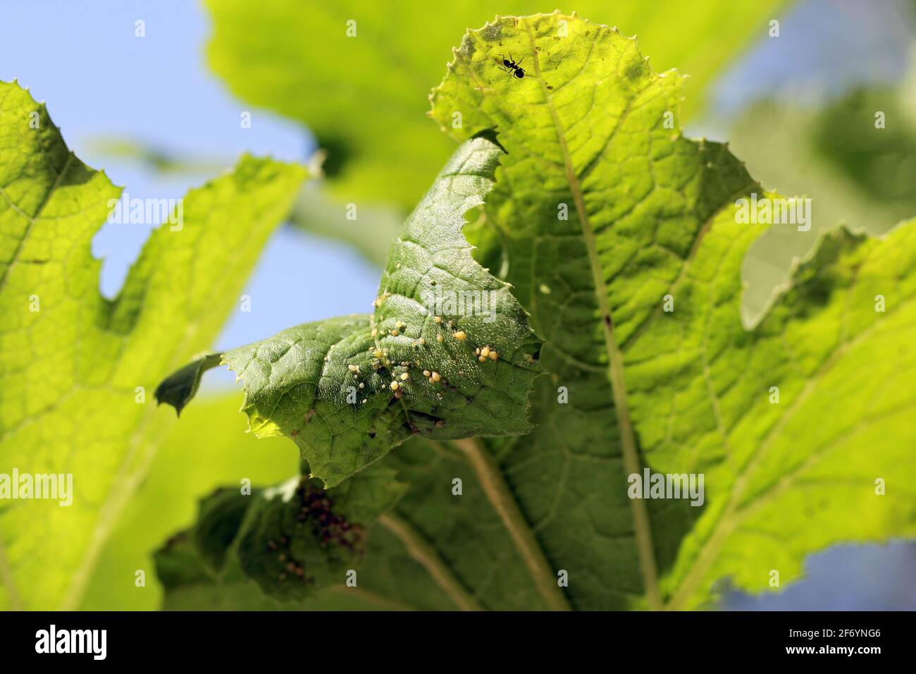Colony of Cotton aphid (also called melon aphid and cotton aphid