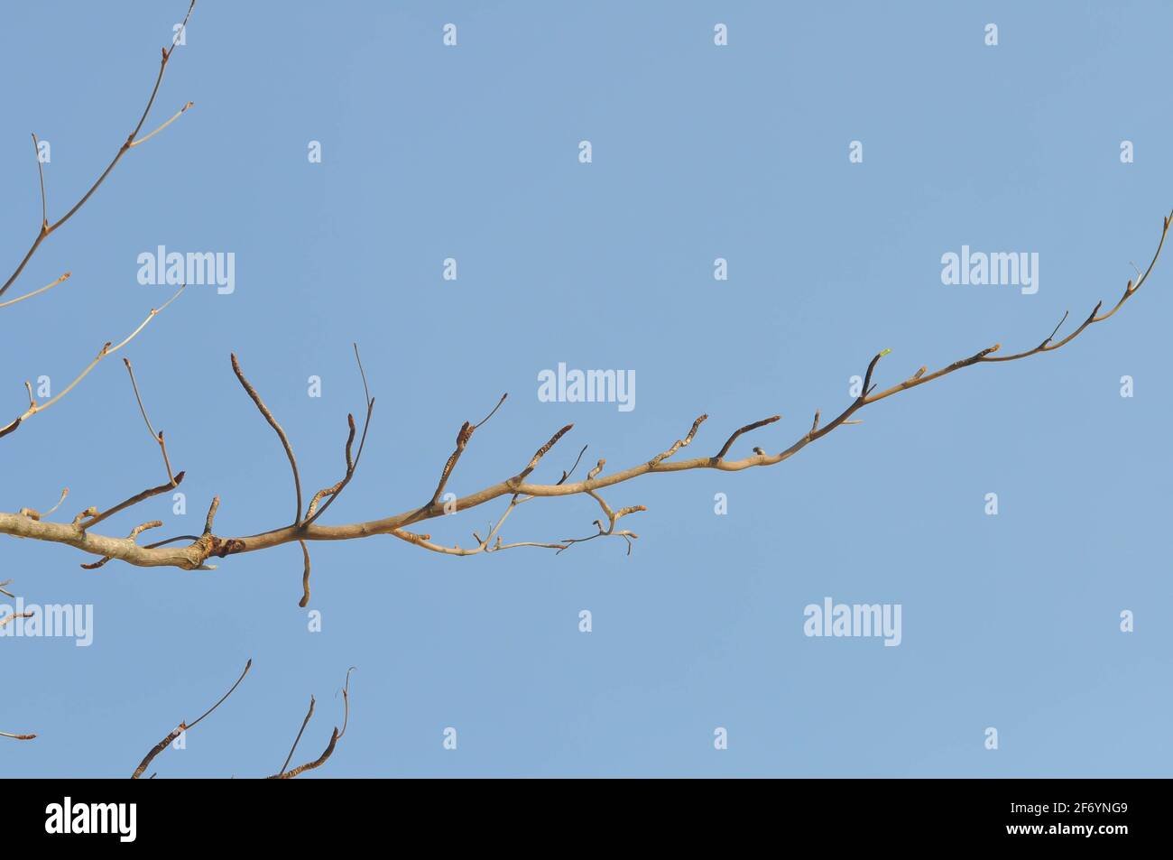 branch or tree and blue sky, sky background Stock Photo - Alamy