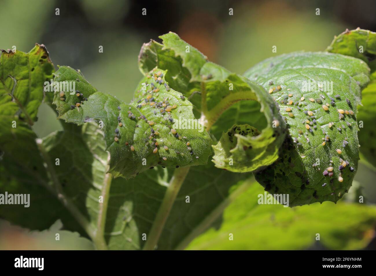 Colony of Cotton aphid (also called melon aphid and cotton aphid