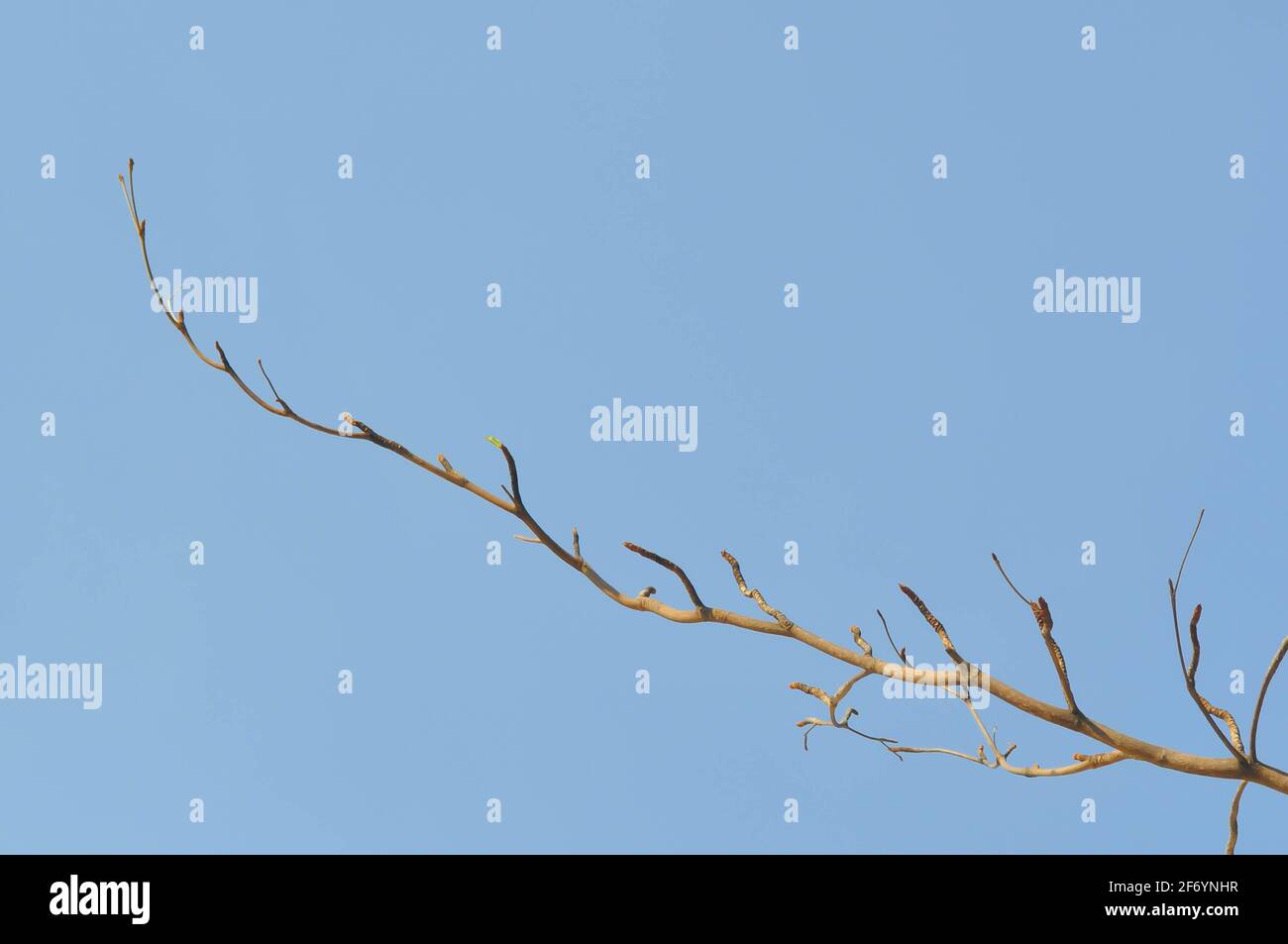 branch or tree and blue sky, sky background Stock Photo - Alamy
