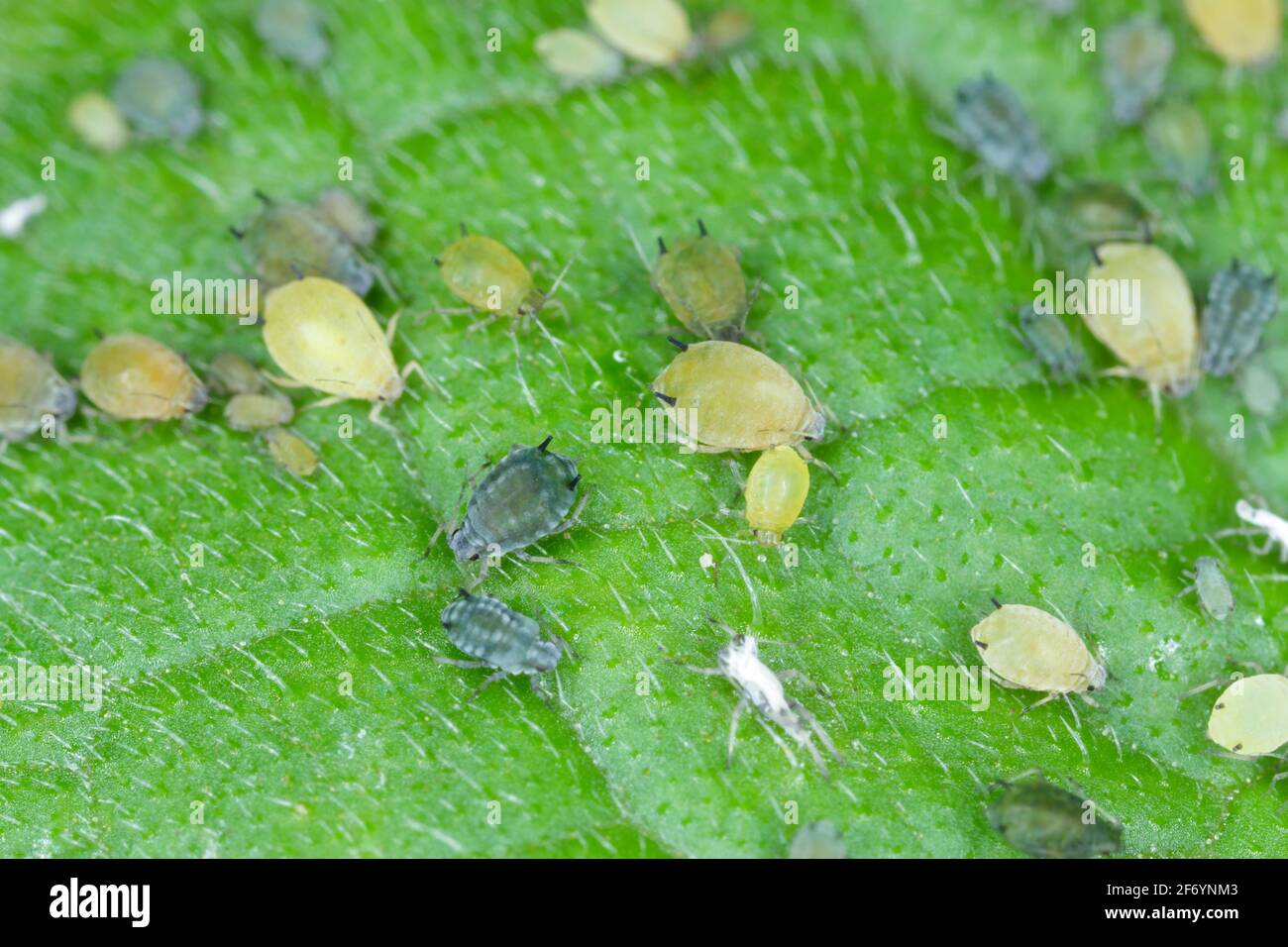 Colony of Cotton aphid (also called melon aphid and cotton aphid