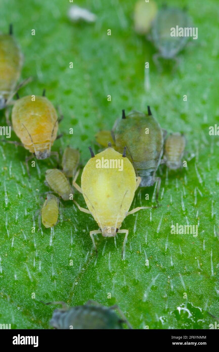 Colony of Cotton aphid  (also called melon aphid and cotton aphid) - Aphis gossypii on a leaf Stock Photo