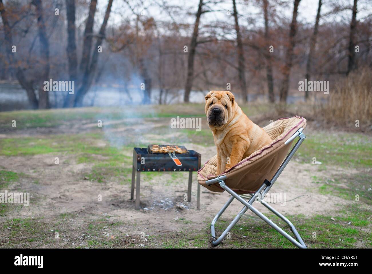 Why Does My Dog Always Sit Under My Chair