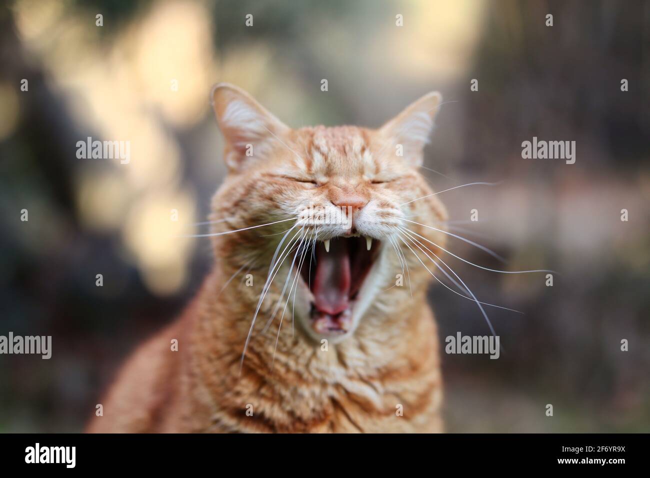 Close-up of Yawning Ginger Tabby Cat Outside. Head Shot of Funny Orange Cat. Stock Photo